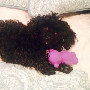 Meet your Posher, Julia